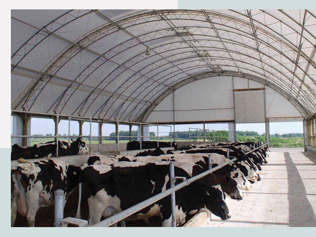 Тентовые коровники в Камне-на-Оби