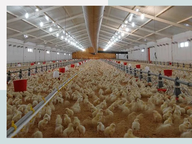 Проектирование птичников в Камне-на-Оби от 50750 р. | СтальСтрой-Кно